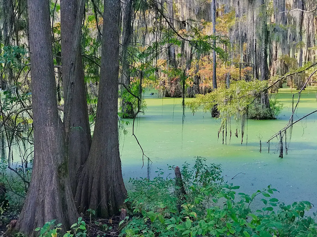 Alabama River Swamp (23995473987)