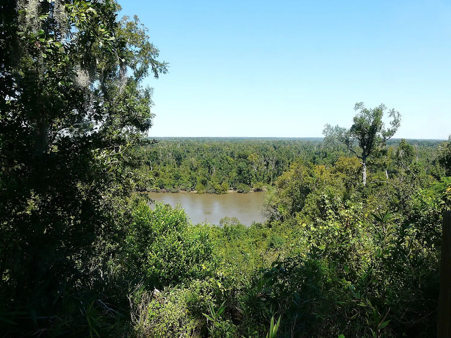Apalachicola River Bluffs behind Gregory House - Sept 30 2020