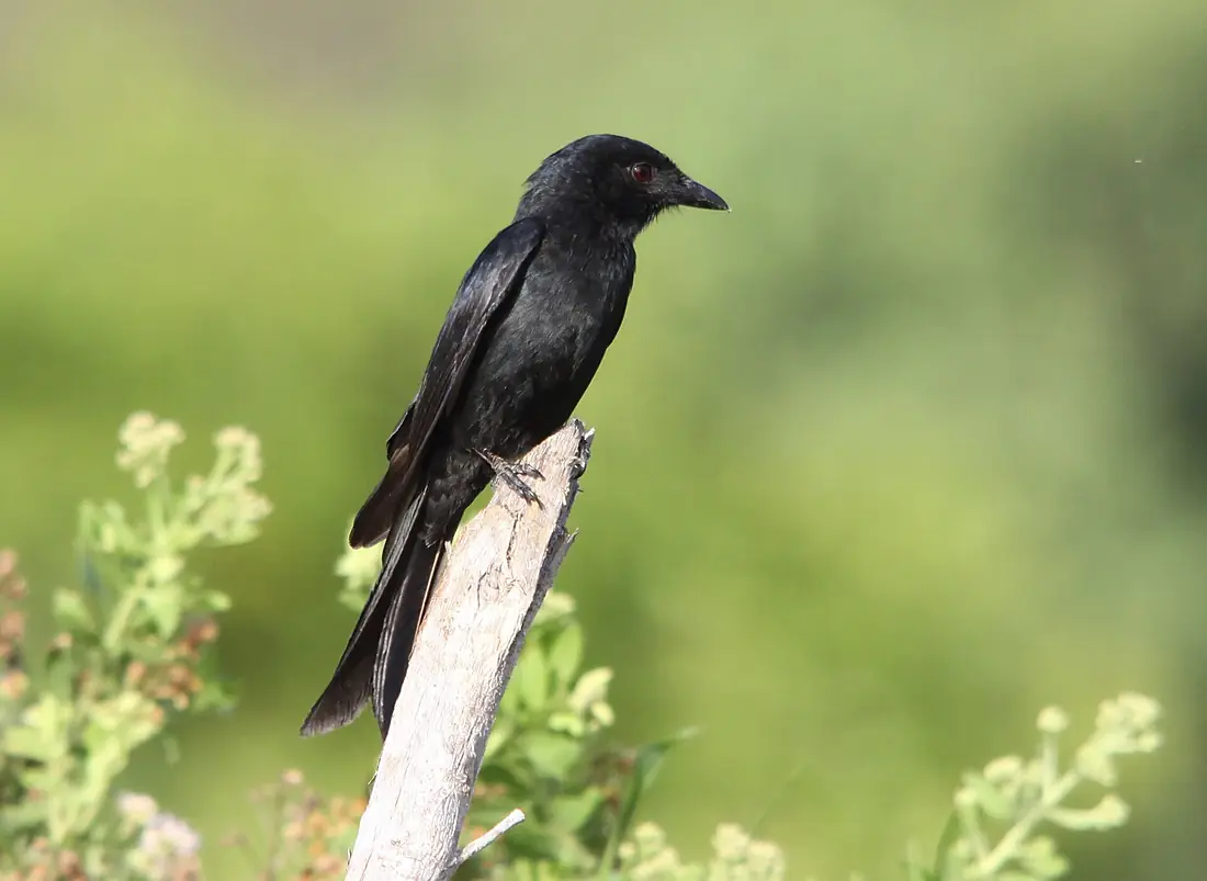 Flickr - don macauley - A drongo at Sabaki River