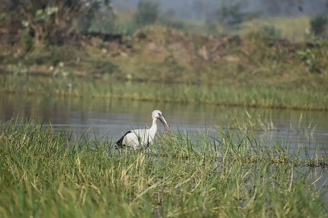 Asian openbil at Bhima river=-Bhigwan