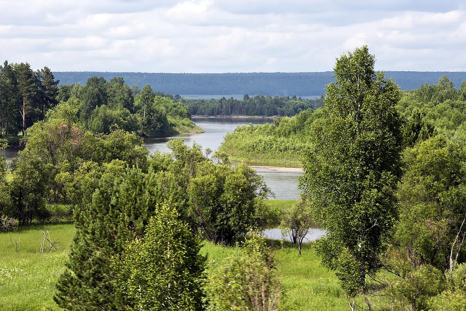 Birjusa