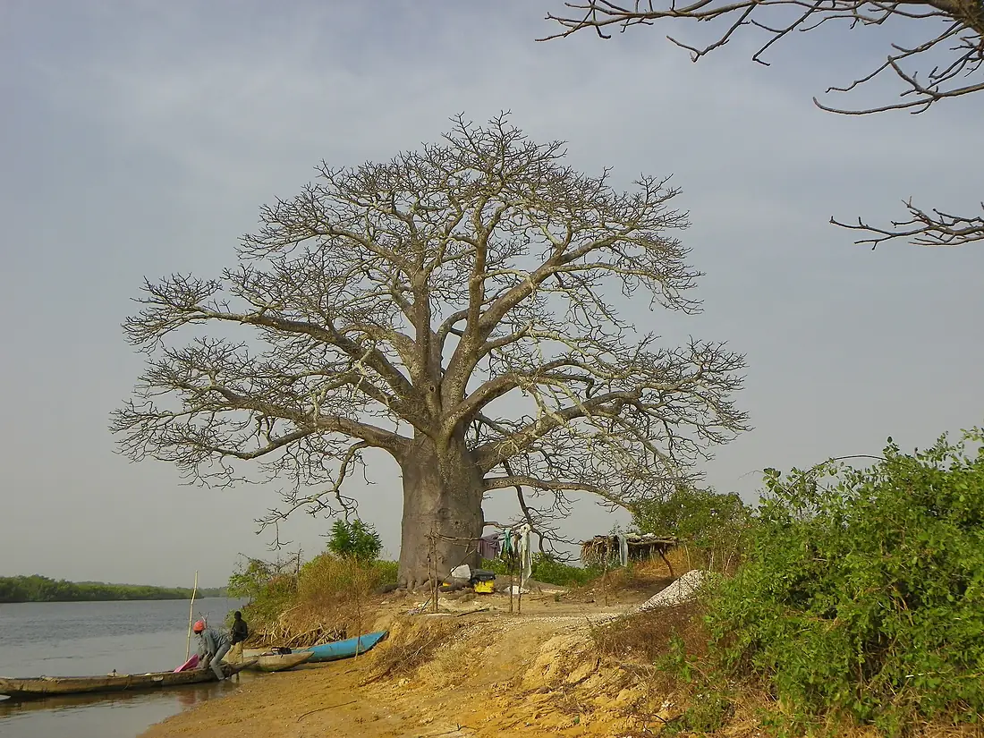 Baobab de casamance