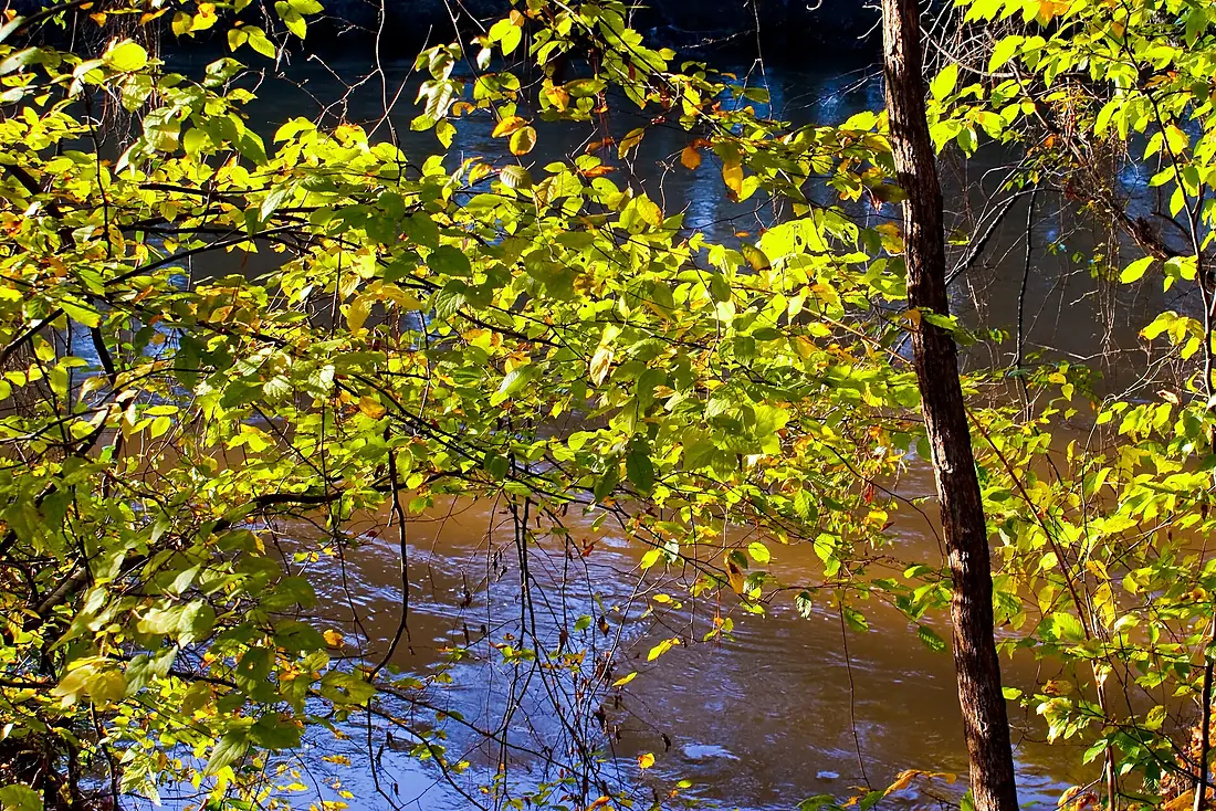 Fall at the ChattahoocheeRiver