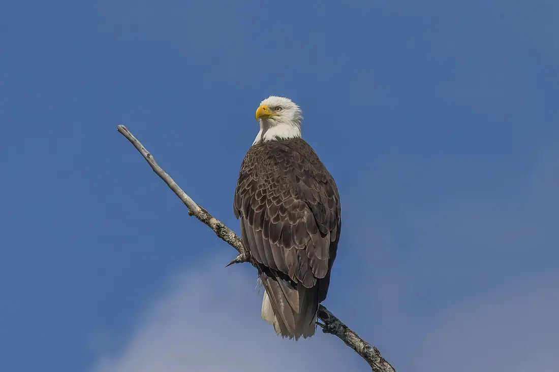 Bald eagle (Haliaeetus leucocephalus washingtoniensis) Columbia River