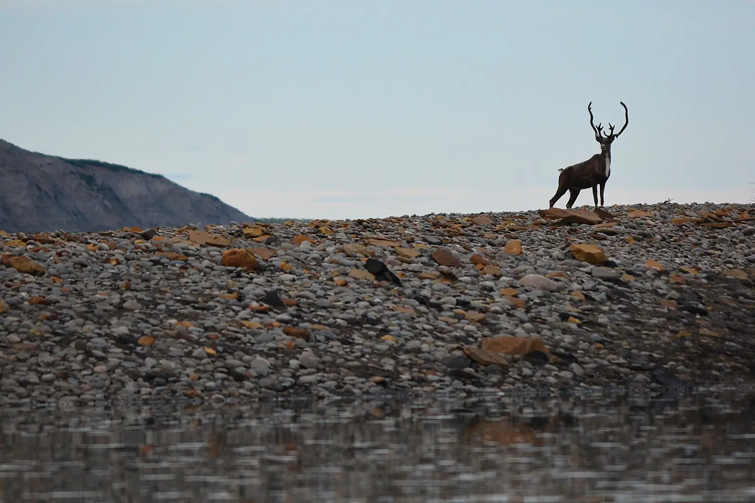 Caribou on the Colville River. North Slope, Alaska