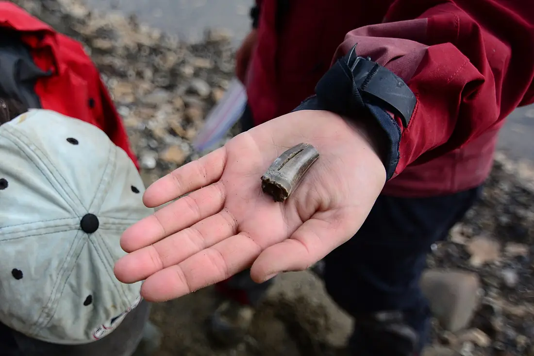 Carnivorous dinosaur tooth from the Colville River bluffs. North Slope, Alaska