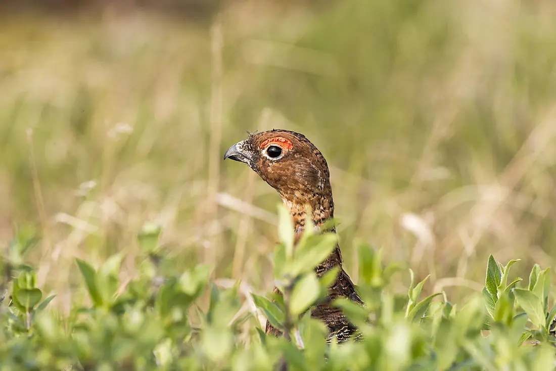 2014ColvilleRiverDeltaPtarmigan (27431576412)