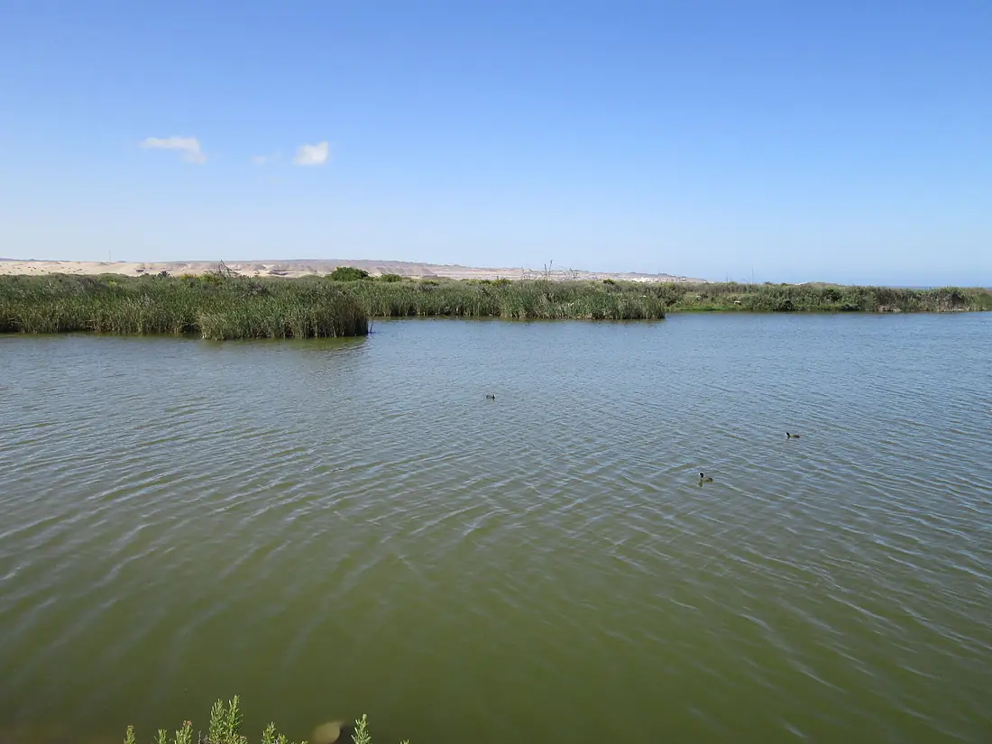 HumedalRioCopiapo2