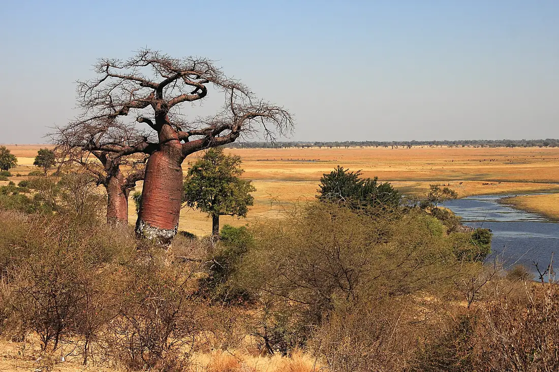 20150811 Baobab am Chobe River (Botswana)