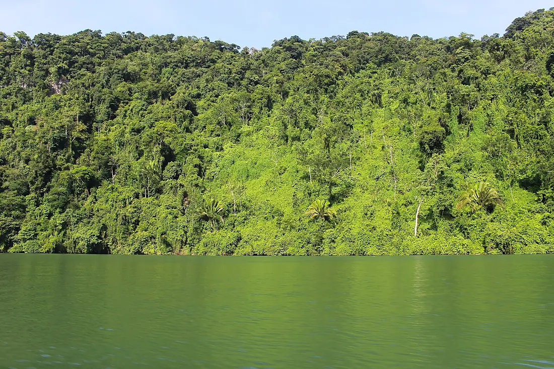 Green Río Dulce (Unsplash)