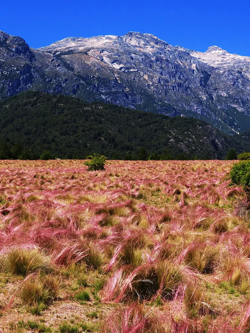 IMG 0854 - Futaleufú, Reserva Nacional, Senderos en el Sector de las Escalas. - Flickr - v.requesens