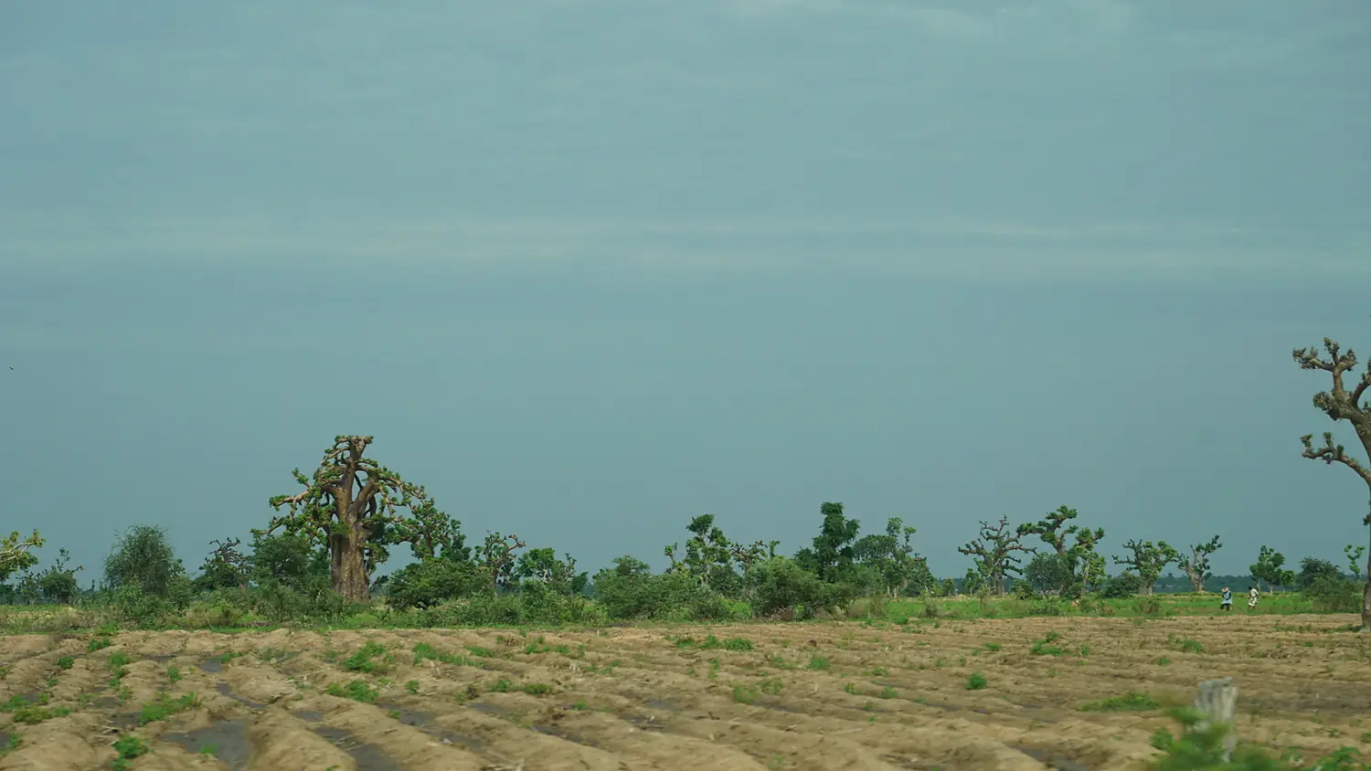 Farmland Adamawa State Nigeria