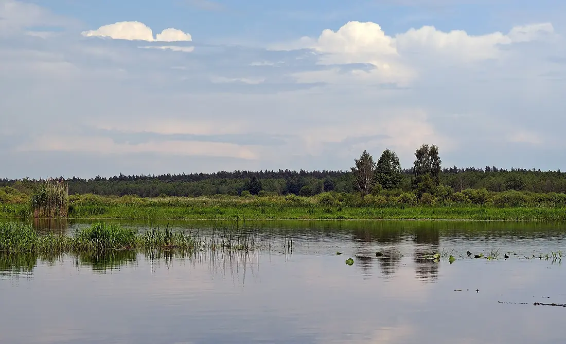 A summer evening on the Iput River. Belarus
