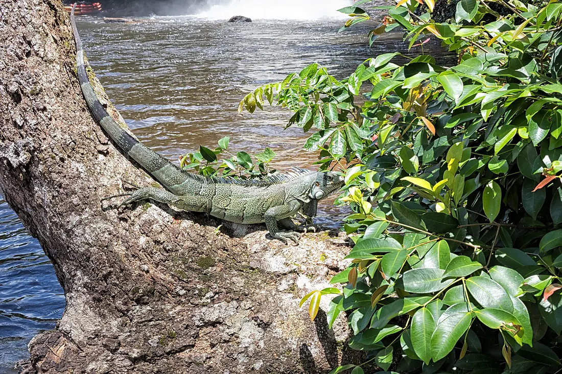 Cachoerias do Itapecuru - Carolina-MA (25788179447)