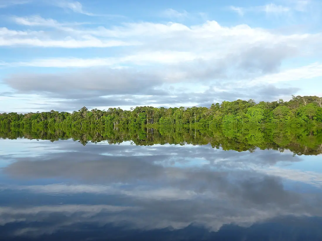 Floresta no Rio Jutaí - panoramio