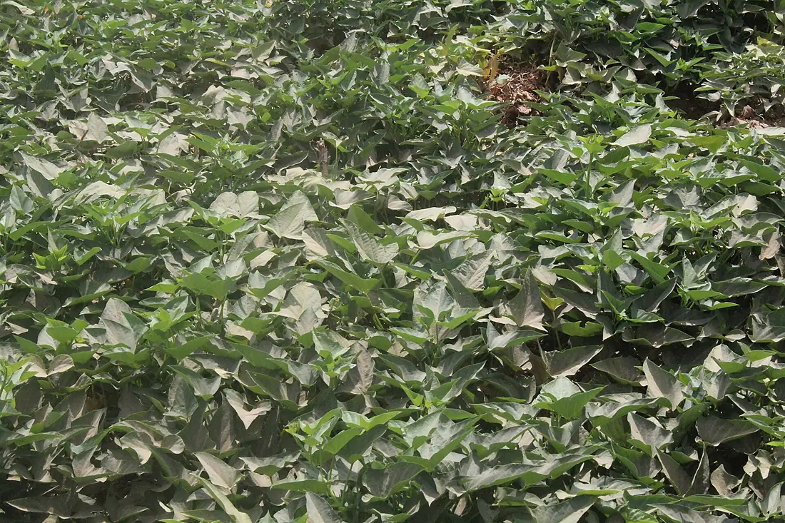 Irrigation Potato farming, along side River Kaduna, Kaduna city, Nigeria. 02