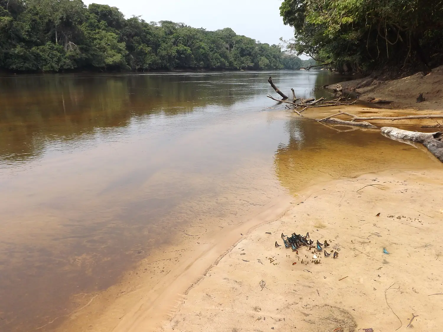 Swallowtails on bank of Lomami River at Katopa Camp, Democratic Republic of the Congo