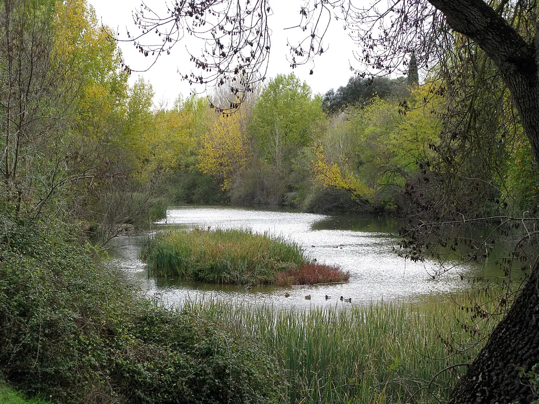 Cuenca del río Manzanares Monte del Pardo 25