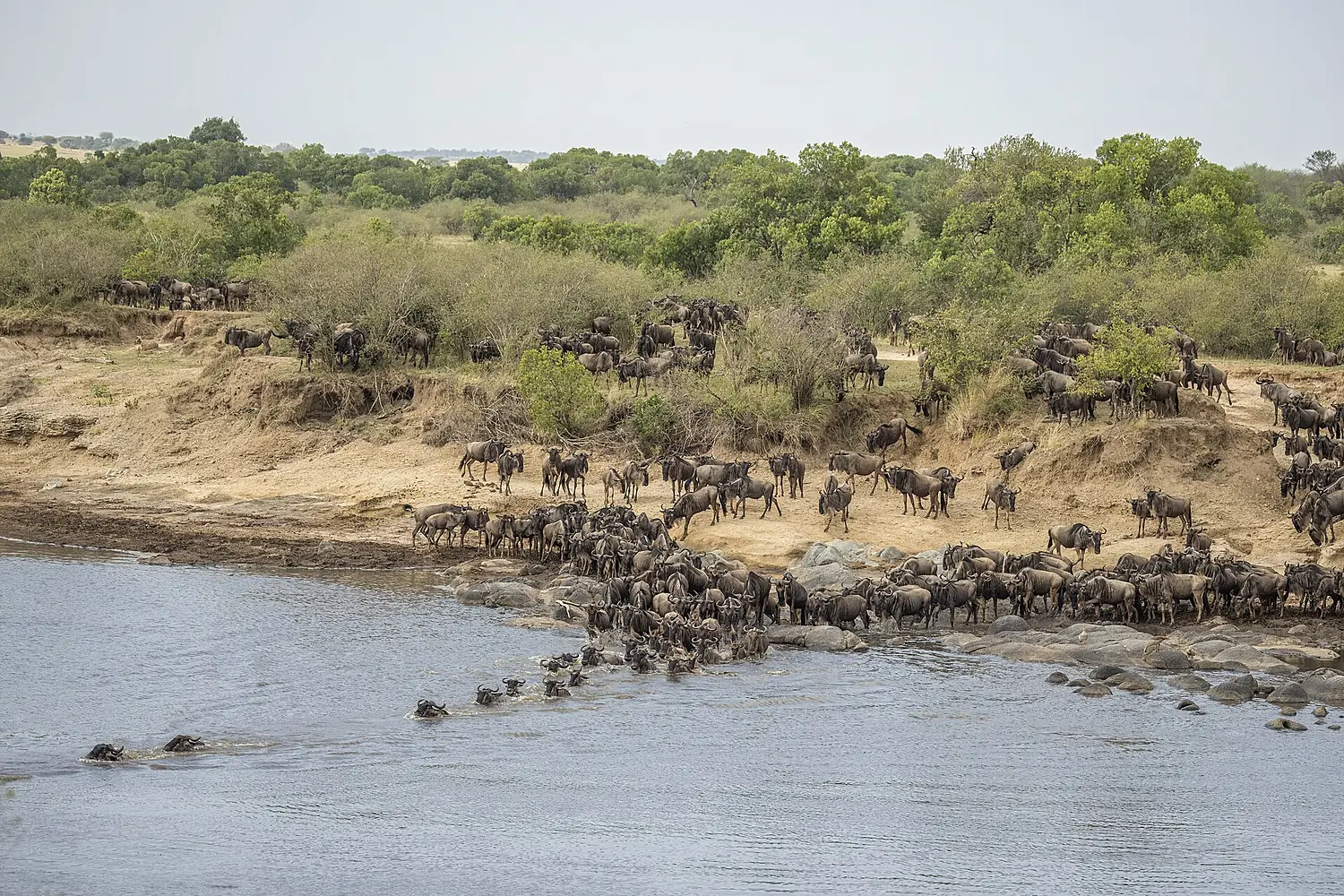 Western white-bearded wildebeest (Connochaetes taurinus mearnsi) Mara River crossing 1b