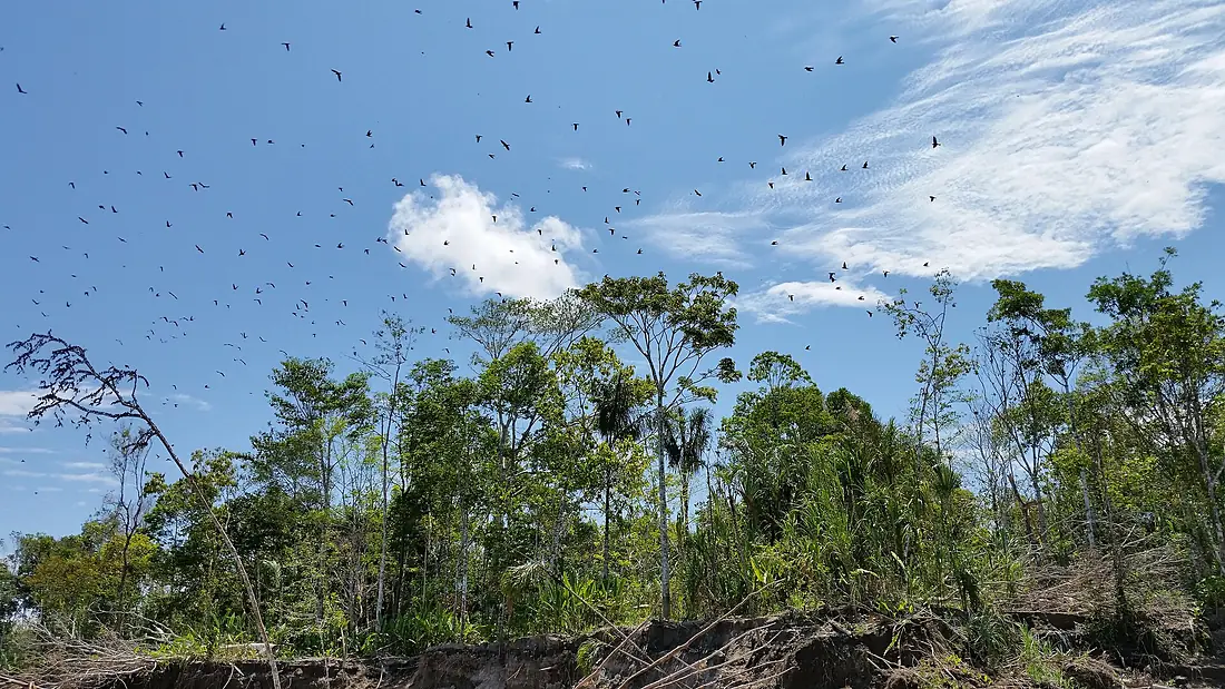 Aves en el Marañon - panoramio