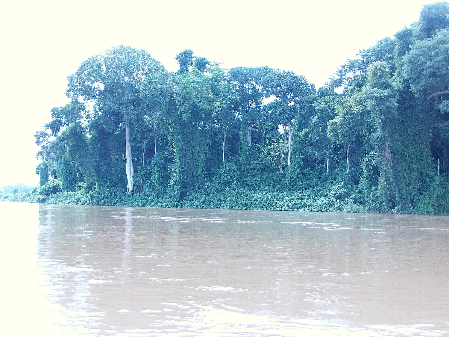 Gallery Forrest Mbam