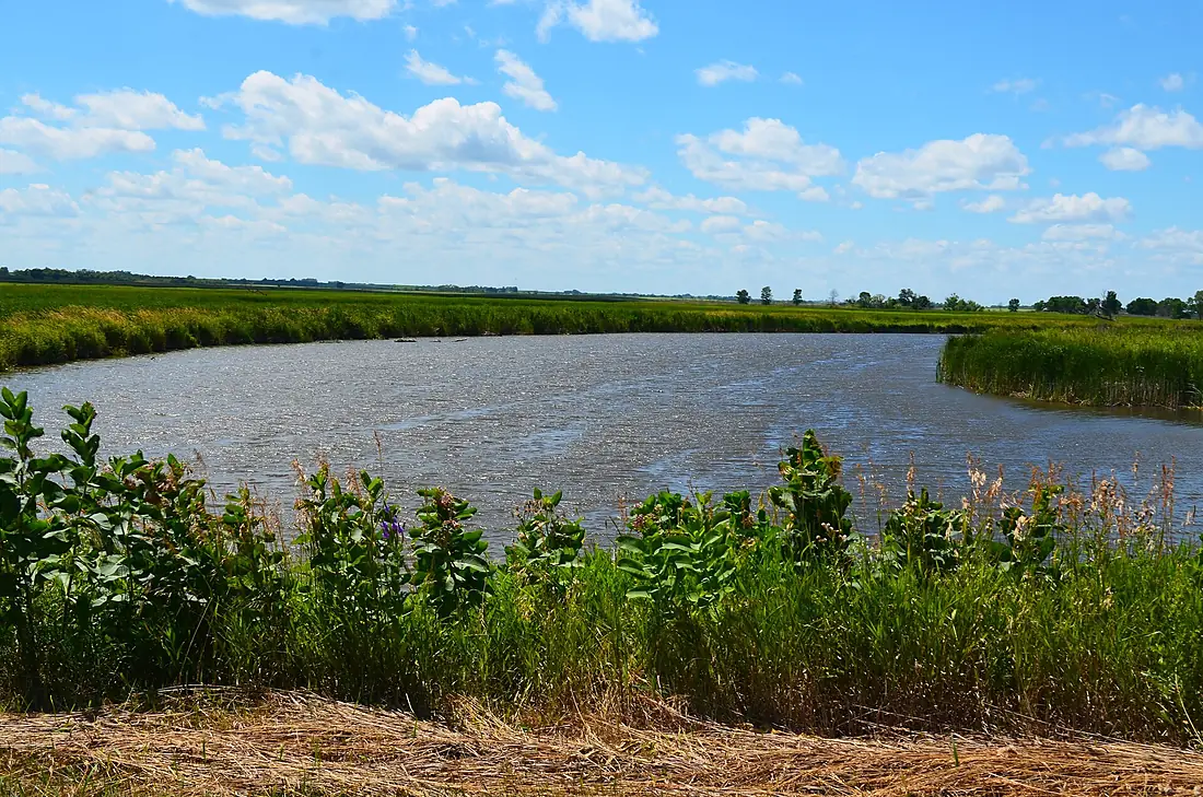 Common milkweed along the Minnesota River (27709550453)