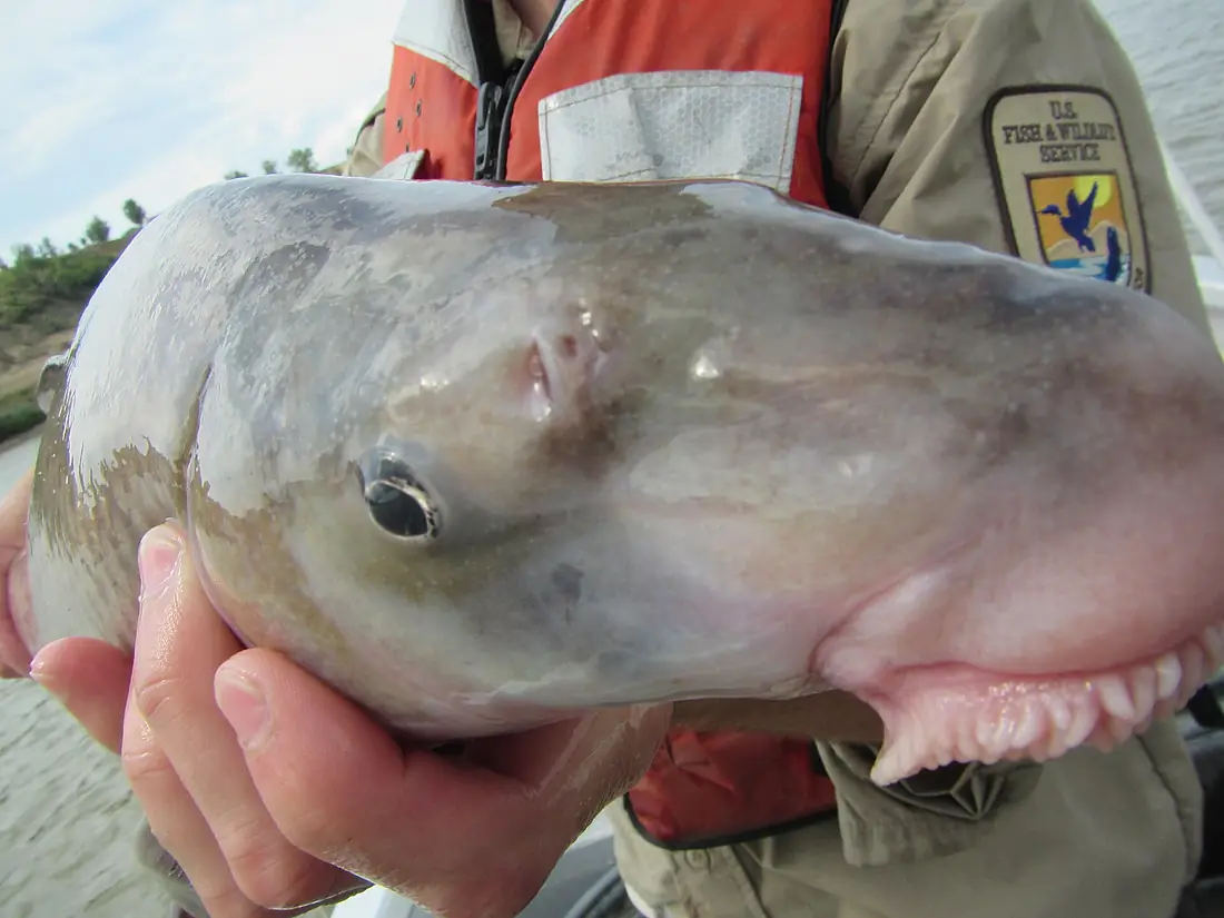 Blue Sucker Capture on the Missouri River (51283679331)