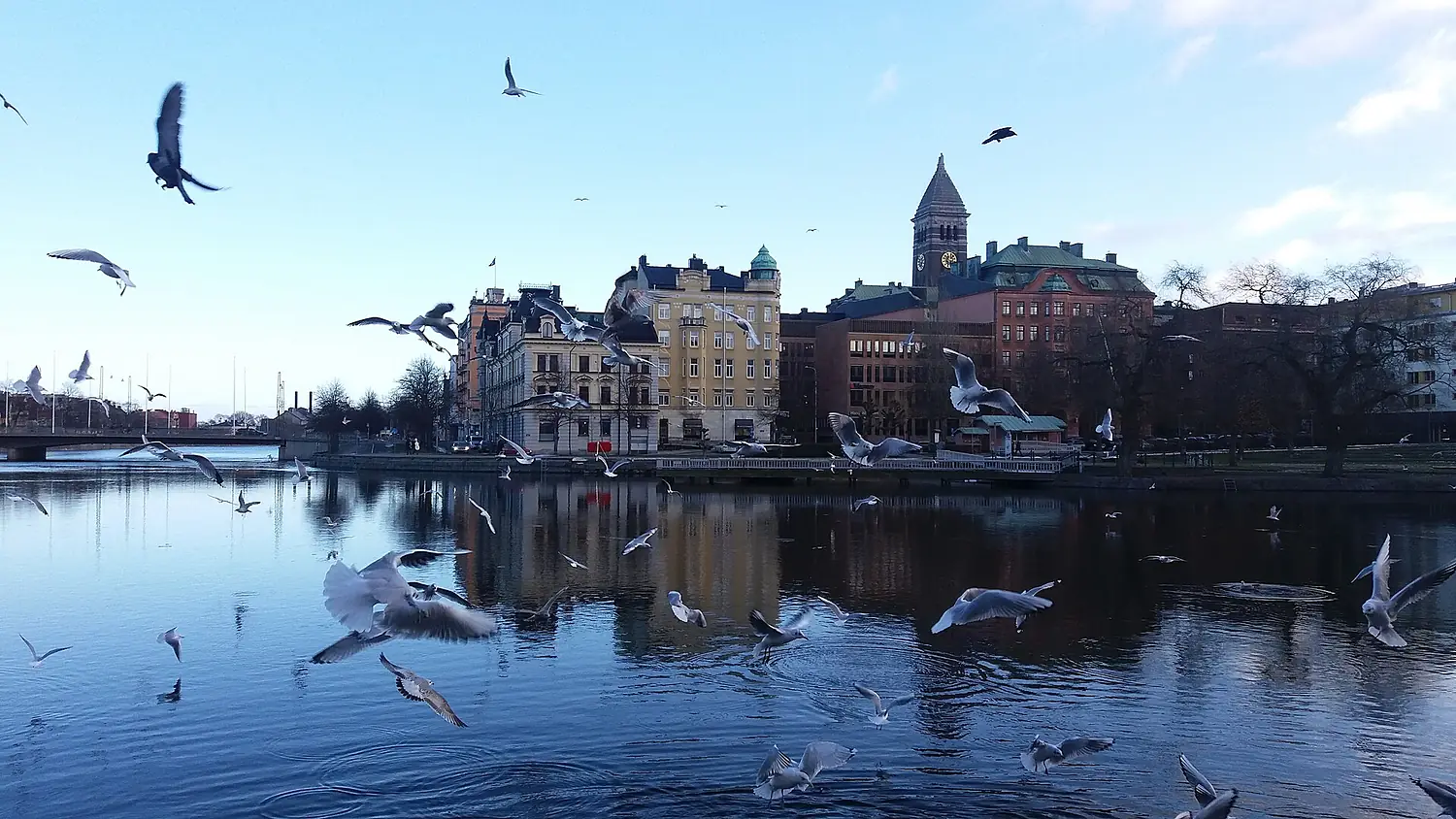 Fågelliv vid Motala ström i centrala Norrköping. 02