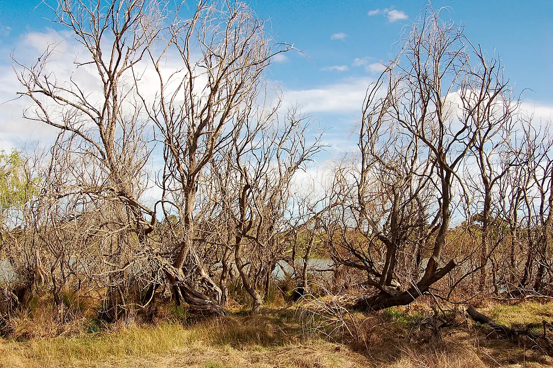 CSIRO ScienceImage 341 Dead willows along the banks of the River Murray