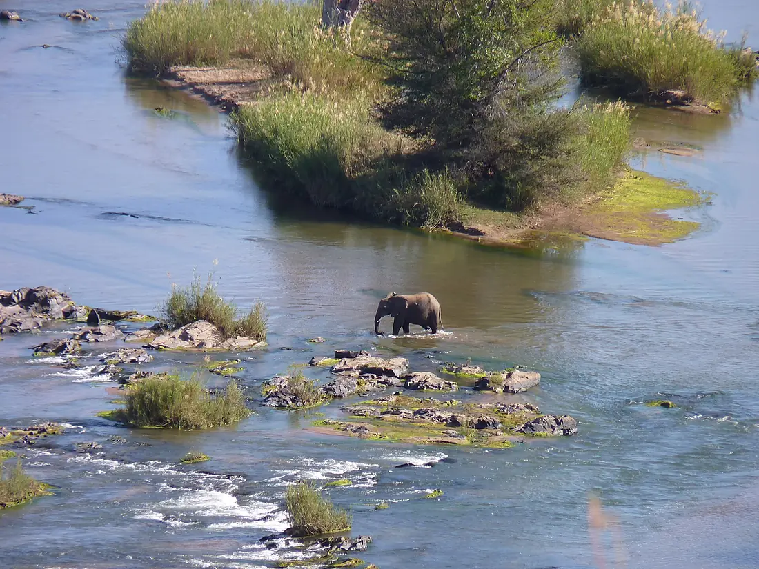 Calf in Olifants River (5386319949)