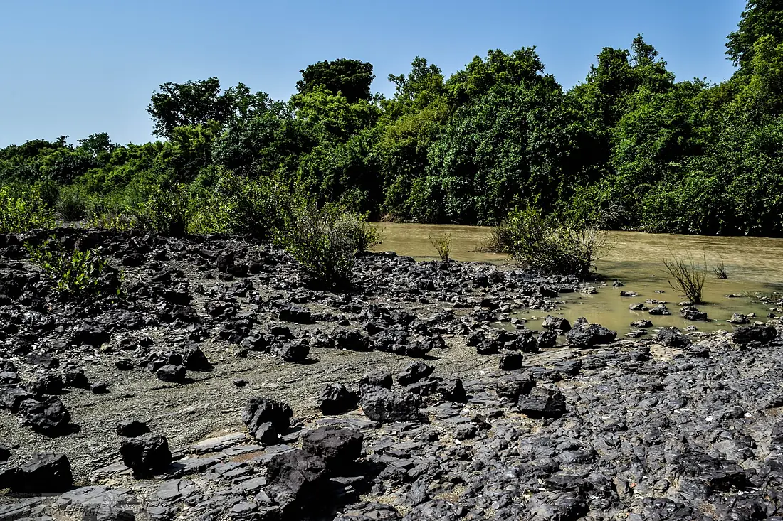 Rive de la rivière Pendjari