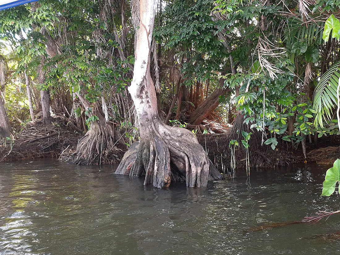 Bats on tree trunk in Parnaiba River