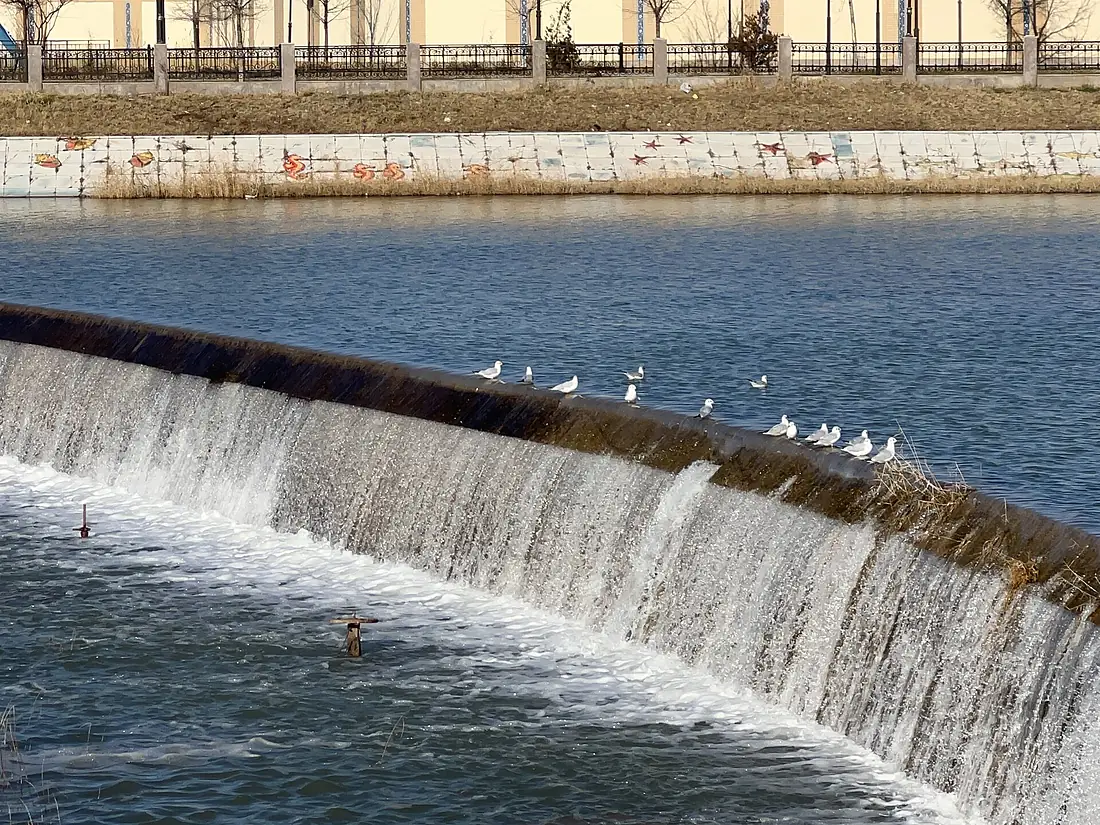 Fauna of Qashqadaryo River