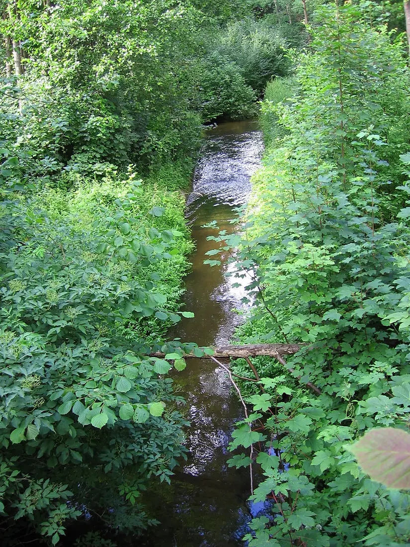 Rega from Bierzwnica bridge 2009-07