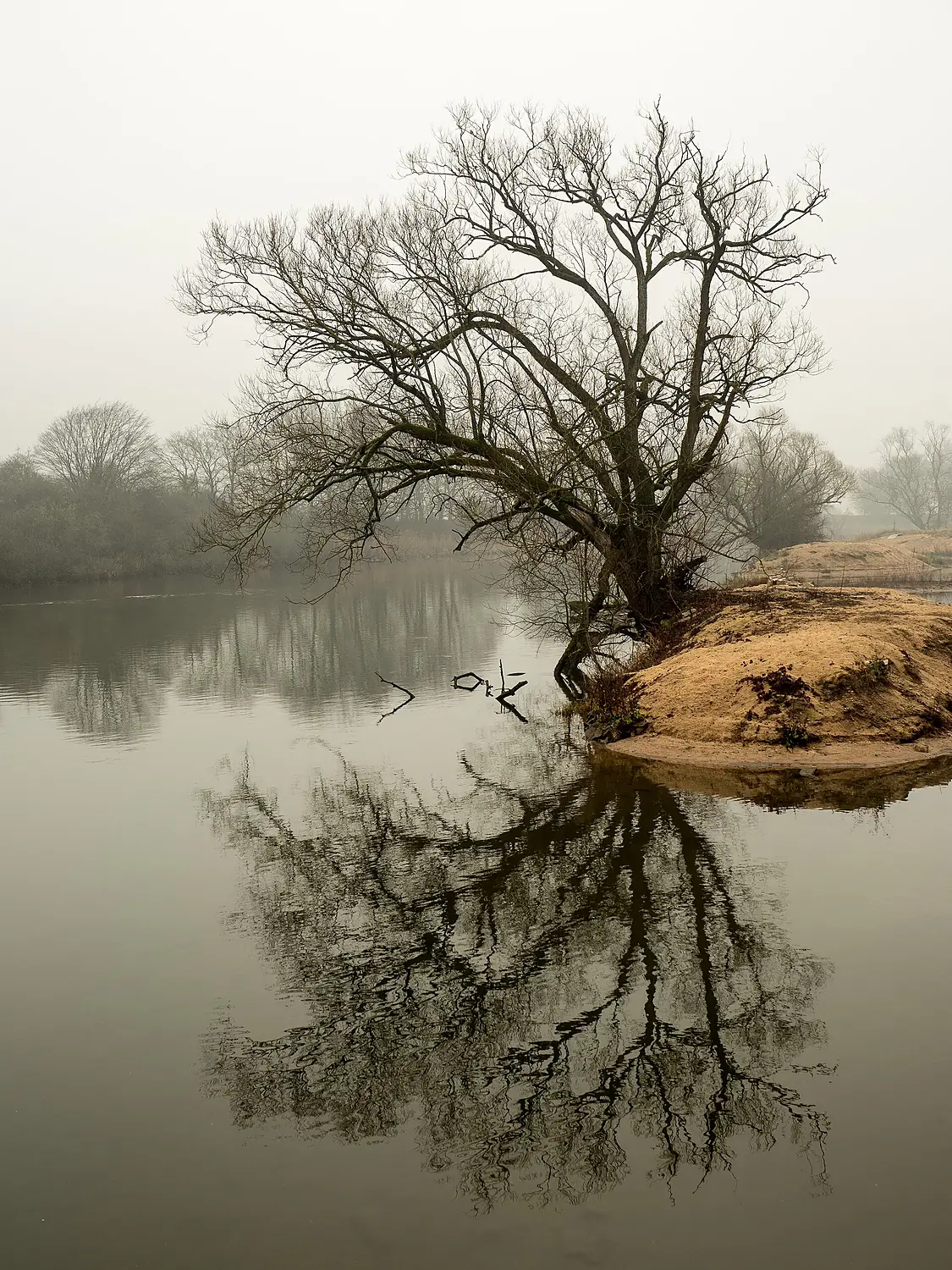 Regnitz-Baum-1012073