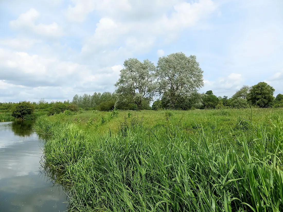 Beside the River Nene at Elton - June 2013 - panoramio