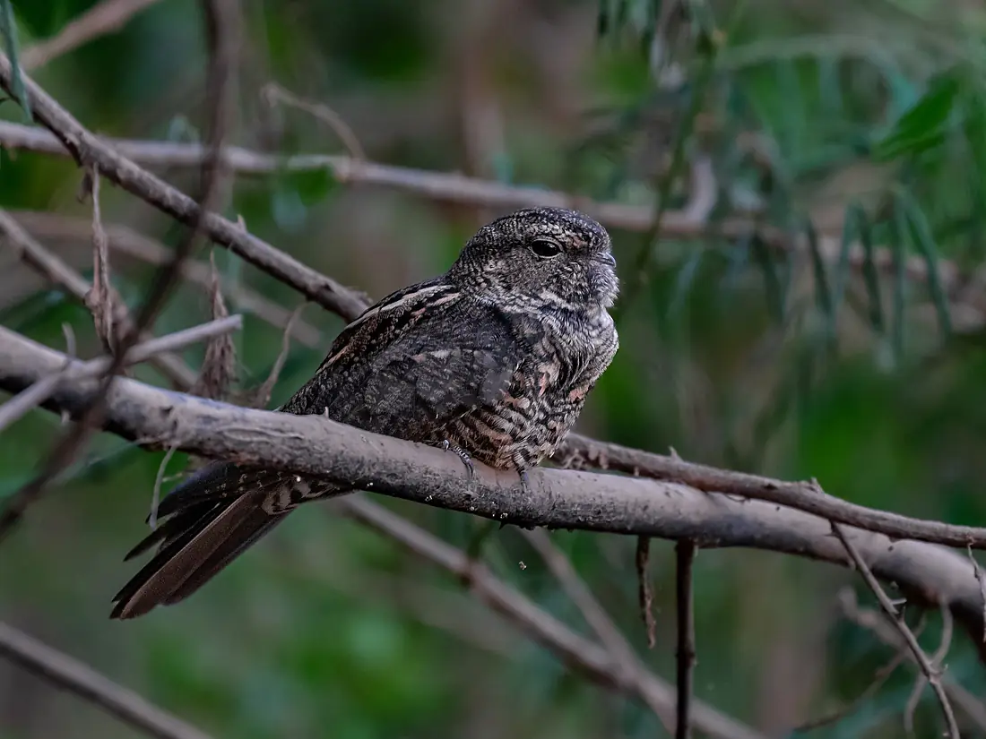 Nyctiprogne vielliardi Bahian Nighthawk; São Francisco river, Januária, Minas Gerais, Brazil