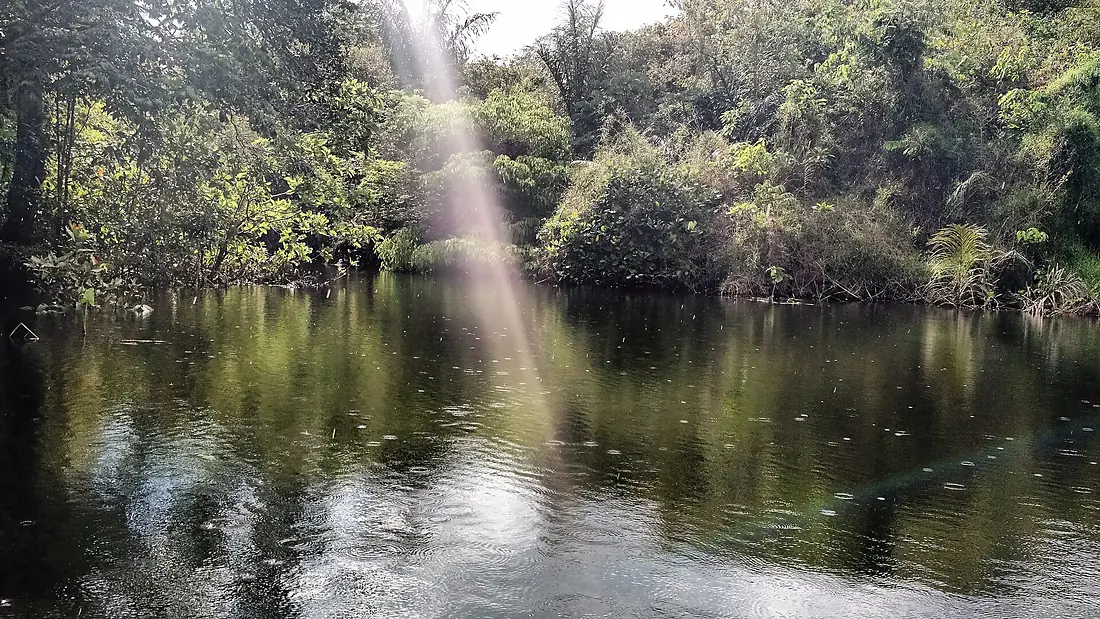 Floresta Nacional do Tapajós