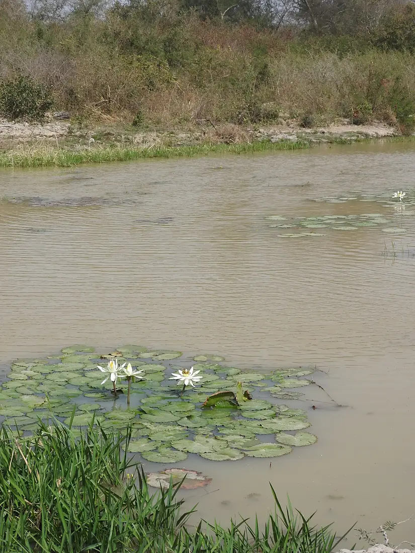 La rivière de la Tapoa