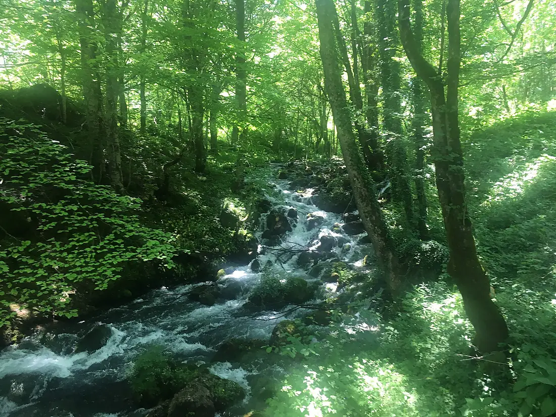 Bistrica (Tara)