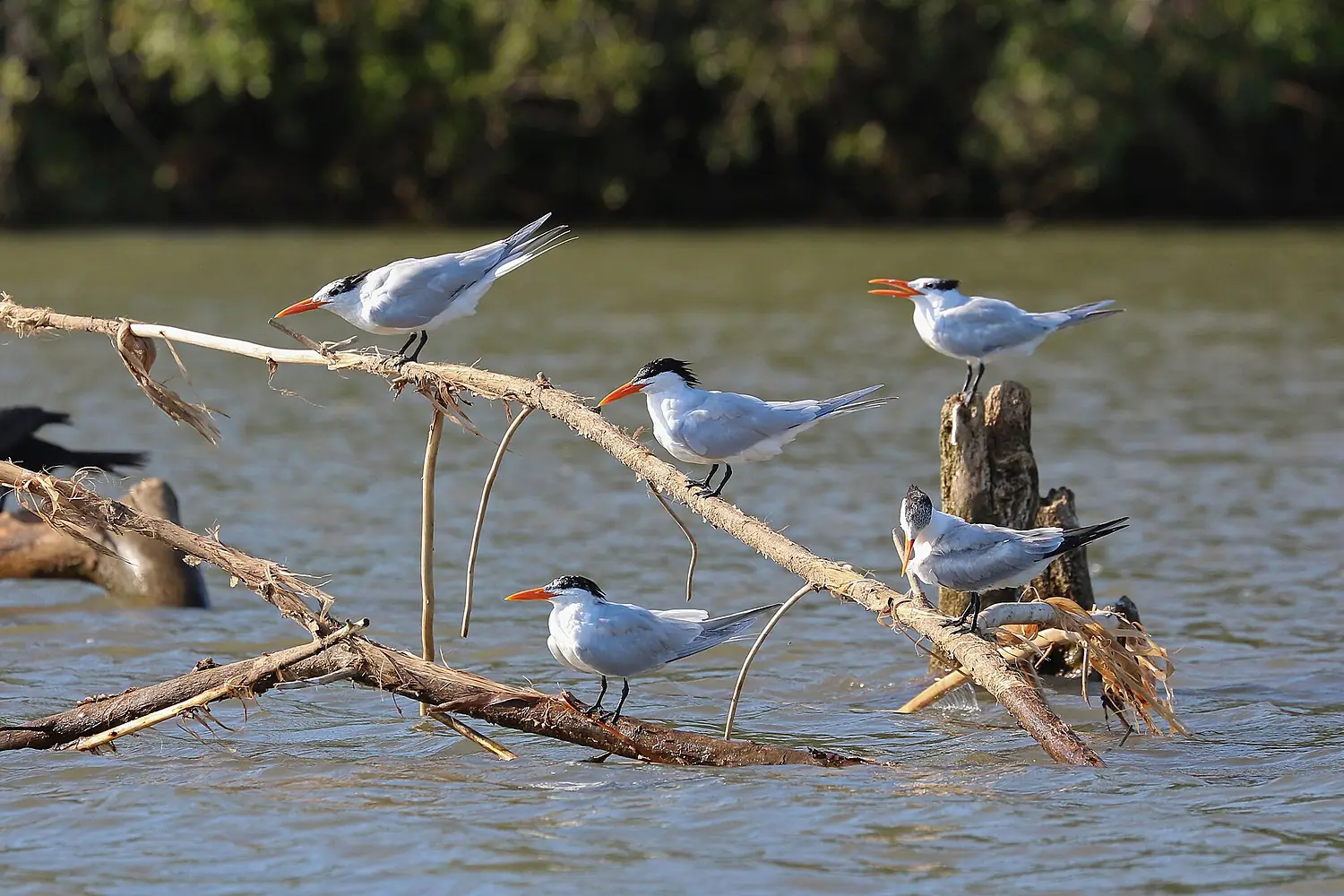 Royal terns in Tárcoles River 01