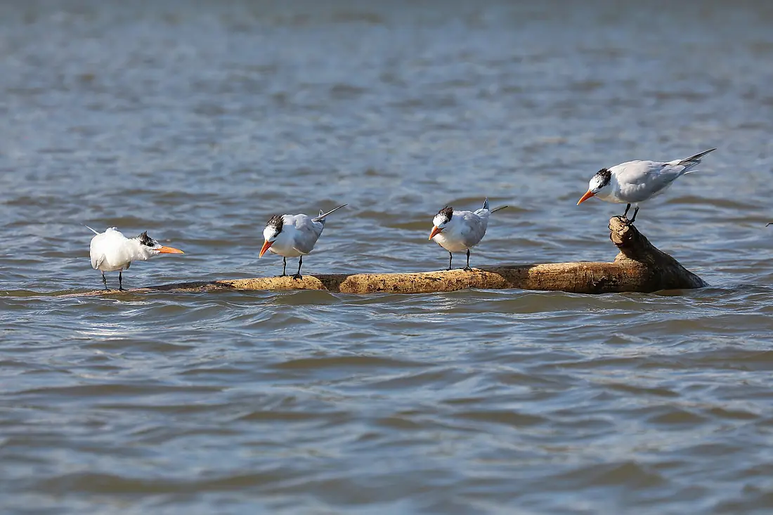 Royal terns in Tárcoles River 02
