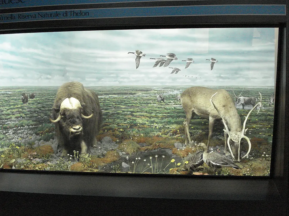 DSC01679 Diorama riserva Thelon - Museo di storia naturale, Milano - Foto di G. Dall'Orto - 20-12-2006
