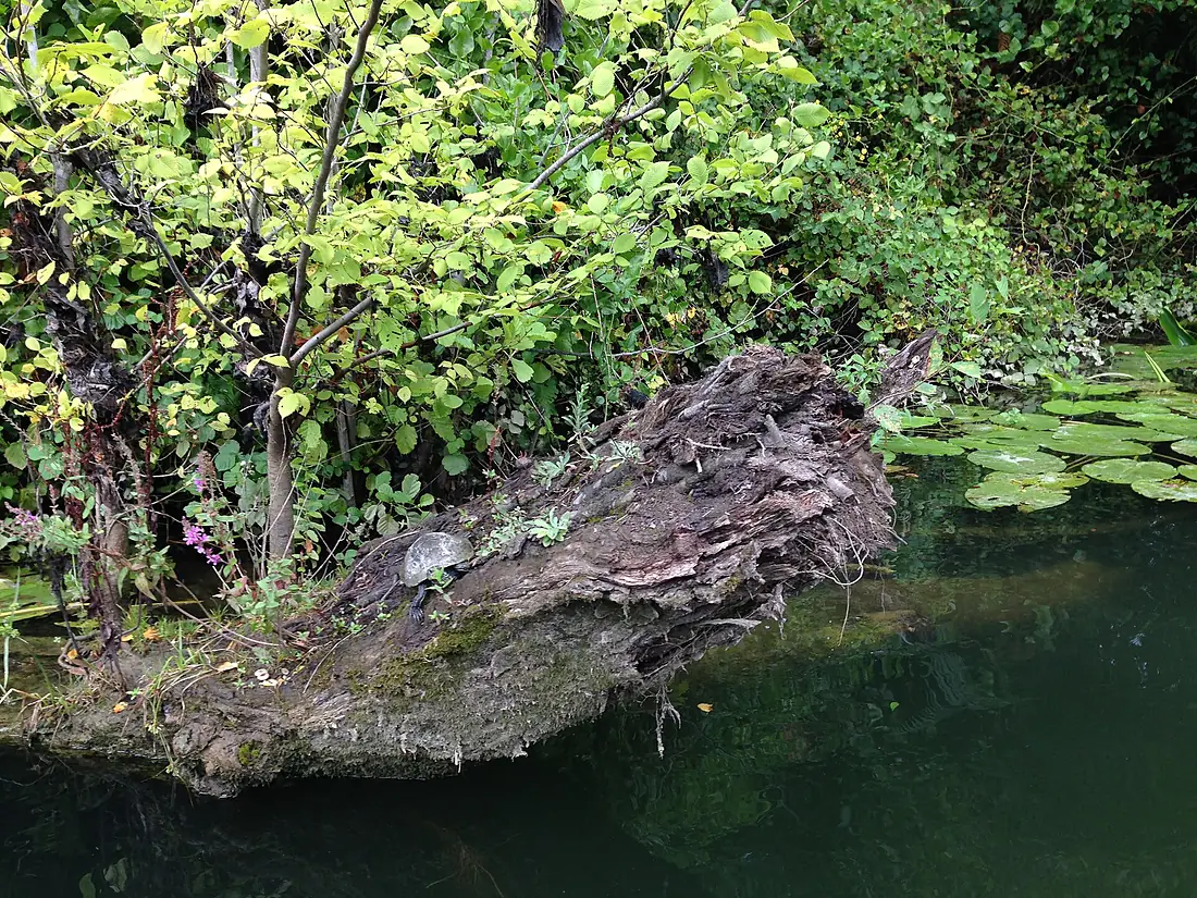 Veleka river beauty