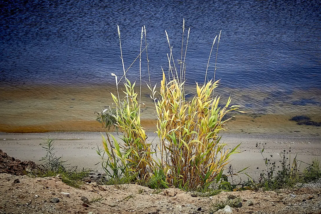 On the Volga River (23769039248)
