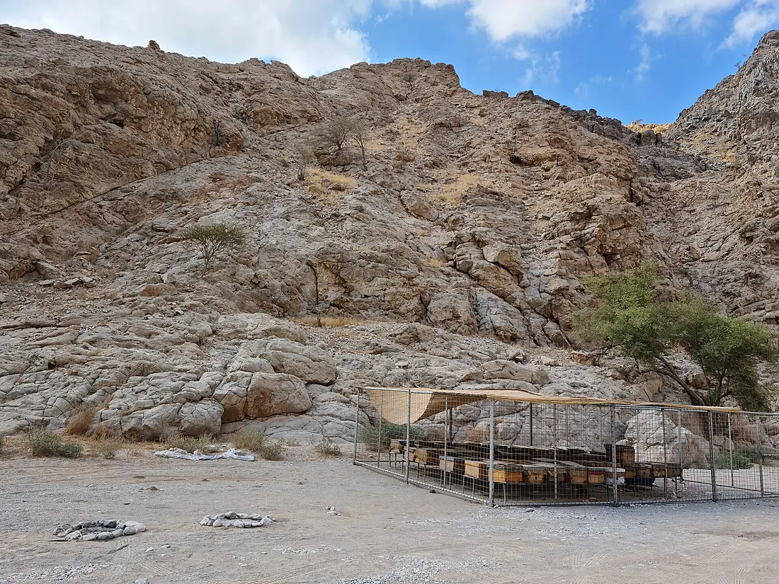 Honey Bees in the Wadi Naqab