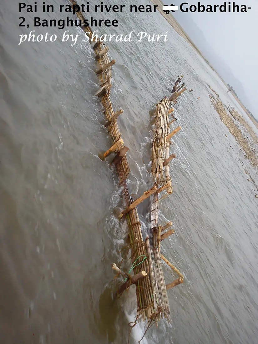 Pai in West Rapti River near Gobardiha-2, banghushree