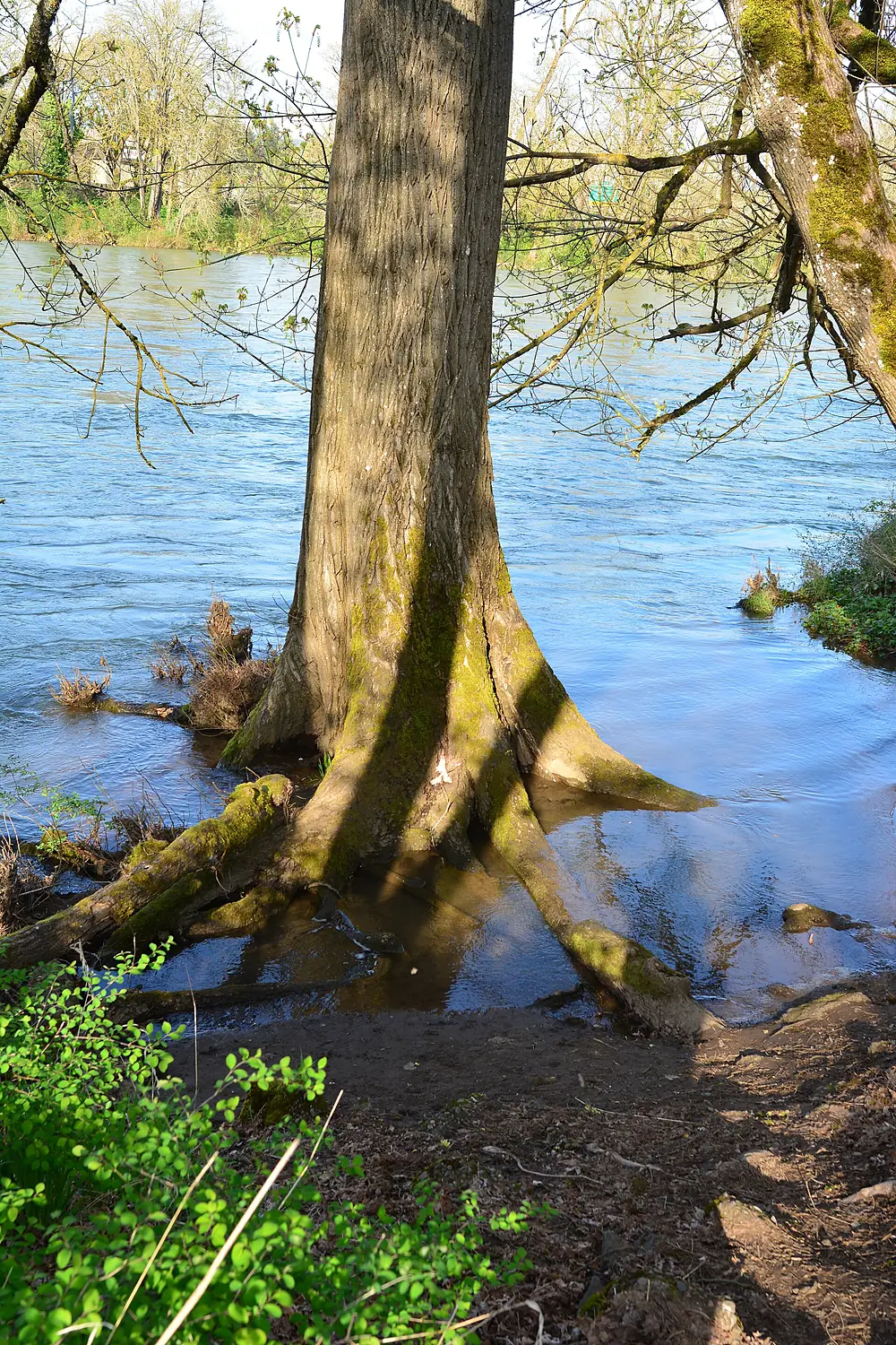 Eugene, Oregon - high water on the WIllamette 02