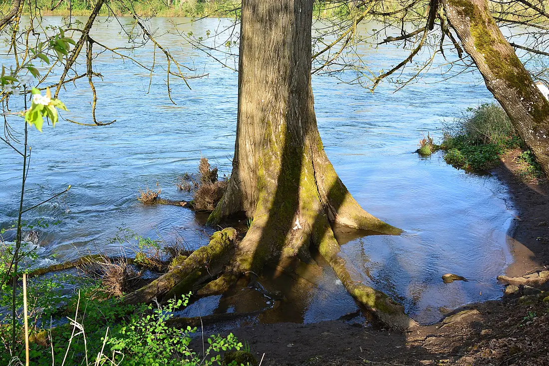Eugene, Oregon - high water on the WIllamette 01